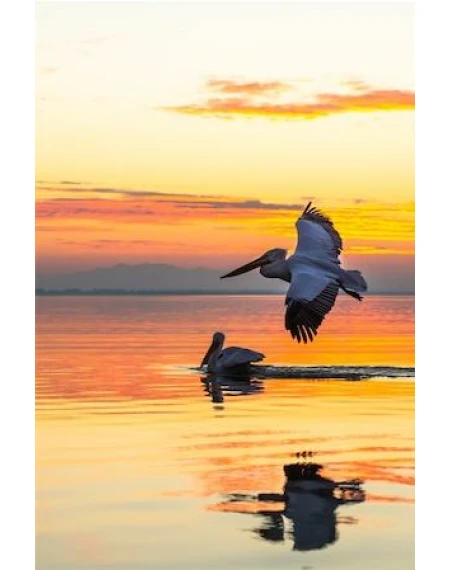 Beach Birds